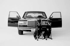 two dogs are sitting in front of a mercedes benz w - class and an old mercedes