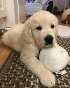 a dog laying on the floor with a ball in its mouth and looking at the camera