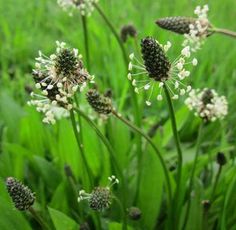 some very pretty white flowers in the middle of some green grass and plants with tiny buds