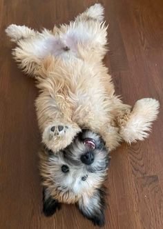 a small dog laying on its back with it's head hanging over another dog's shoulder