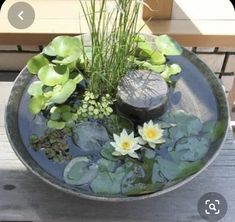 a bowl filled with water and plants sitting on top of a wooden table next to a bench