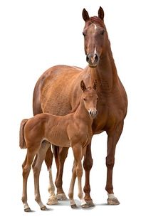 two brown horses standing next to each other on a white background with one horse looking at the camera