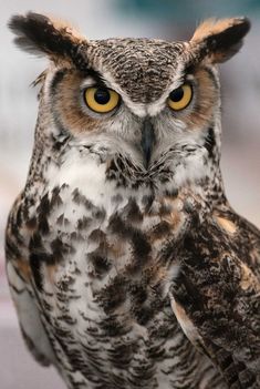 an owl with yellow eyes sitting on top of a table