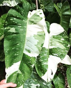 a large green leafy plant with white spots on it's leaves, being held by a person