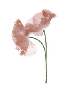 two pink flowers are shown against a white background