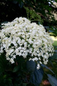 the white flowers are blooming in the garden