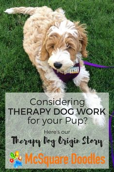 a dog on a leash with the words considering therapy work for your pup? here's our therapy dog origin story