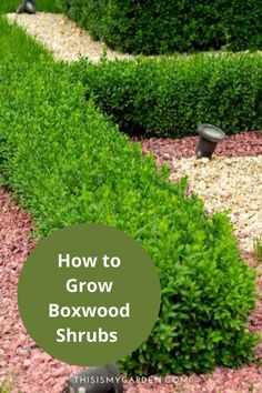 how to grow boxwood shrubs in the garden