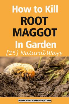 how to kill a root maggot in garden with text overlay that says how to kill a root maggot in garden