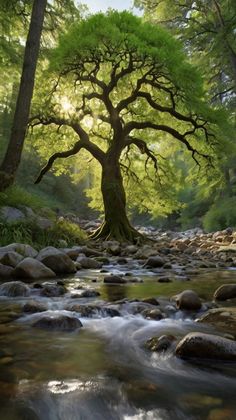 Tree Of Life Images, Earth Projects, Tree Growing, Magical Tree, Environmental Conservation, Katherine Mcnamara, Ancient Tree, Tree Photography, Blue Marble