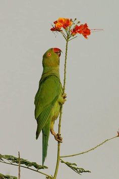 a green bird sitting on top of a tree branch next to a red and orange flower