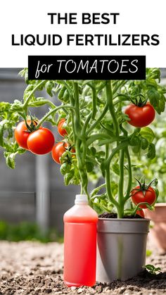 tomato plant growing red tomatoes in a small pot sitting on the dirt with a bottle of red liquid sitting next to it. Text overlay "The Best Liquid Fertilizers for Tomatoes". Lettuce Grow, How To Harvest Lettuce, Growing Tomatoes From Seed, Tomato Fertilizer, Mint Garden, Growing Vegetables In Pots, Growing Tomato Plants, Garden Remedies, Vegetable Garden For Beginners