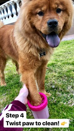 a brown dog standing on top of a lush green field next to a pink frisbee