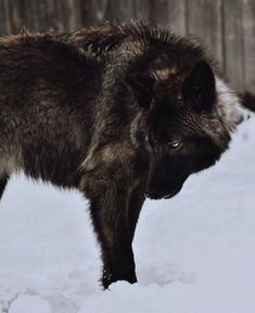 a wolf standing in the snow looking at something