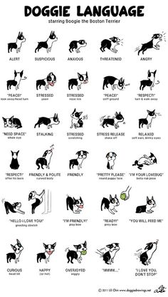 an image of dogs and their names in spanish