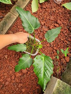 a person holding a plant in their hand over some rocks and dirt with water droplets on it