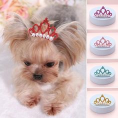 a small dog wearing a tiara with pearls on it's head and four different colors