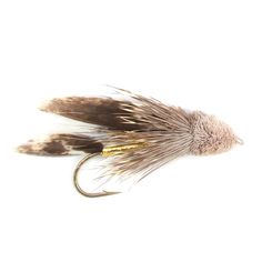 a brown and white fly on a white background