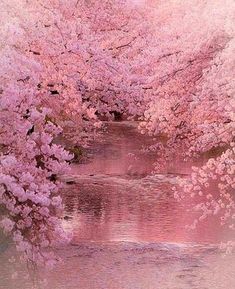 the trees are blooming and reflecting in the water near the riverbank, with pink flowers on them