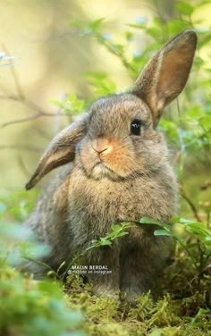 a rabbit is sitting in the grass and looking at the camera with an alert look on its face