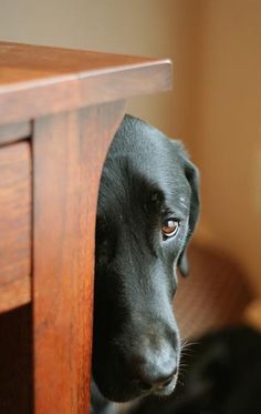 a black dog peeking out from behind a wooden table