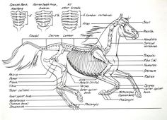 a diagram of the horse's skeletal skeleton