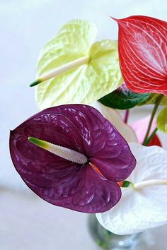 three colorful flowers in a glass vase on a table with white and red leaves behind them