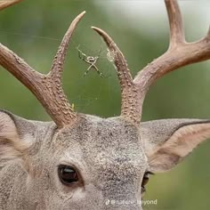 a deer with large antlers and spider web in its mouth