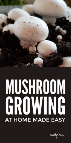 the very easyest mushroom growing guide for beginners is here to help you learn how to grow mushrooms