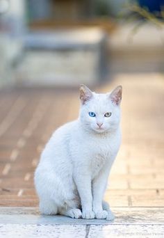 a white cat with blue eyes sitting on the ground