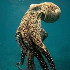 an octopus swimming in the ocean with it's head sticking out from its tentacles