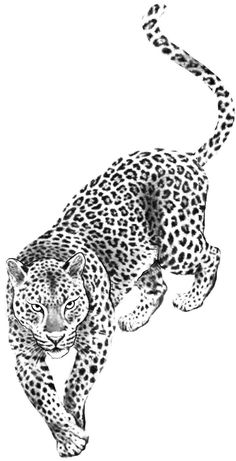 a black and white drawing of a cheetah on the prowls side