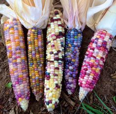 corn on the cob is colorfully colored and ready to be eaten