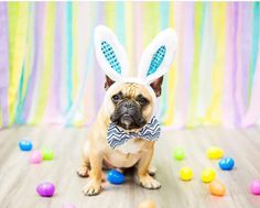 a dog wearing an easter bunny ears and bow tie sitting in front of colorful eggs