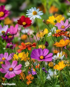 Cosmos Flower Meaning in Floriography Cosmos Flowers Garden, Cosmos Plant, Chocolate Cosmos, Garden Insects, Cosmos Flowers, Flowers Petals, Attract Butterflies