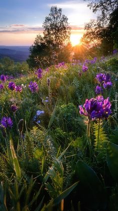 the sun is setting over some purple flowers