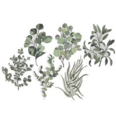 four different types of leaves and plants on a white background, each with green foliage