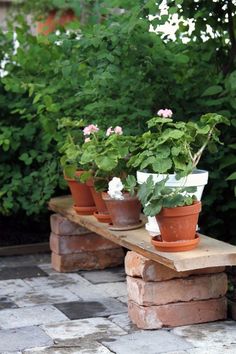 several potted plants are sitting on a bench