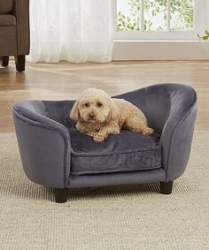 a dog laying on top of a blue chair in a living room