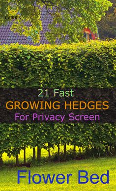 the cover of two fast growing hedges for privacy screen