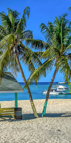 two palm trees on the beach with boats in the water behind them and a small hut