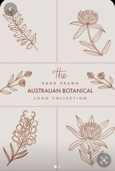 the hand drawn australian botanical logo collection