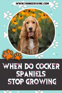 When Do Cocker Spaniels Stop Growing Weight Changes, Milestones, Growing Up