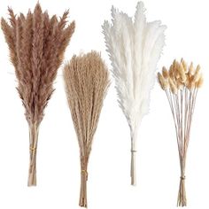 four different types of dry grass on a white background