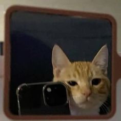 an orange cat looking at its self in the mirror with it's head sticking out