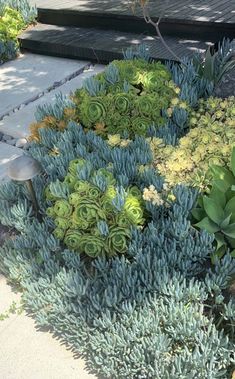 some plants are growing on the side of a sidewalk in front of steps and trees