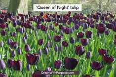 a field full of purple and red tulips with the words queen of night tulip