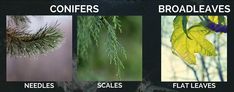 four different types of trees with leaves and cones on them are labeled in the following words