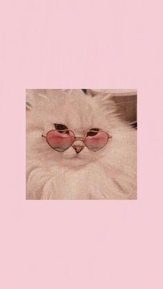 a white cat wearing sunglasses with pink rims on it's face and nose