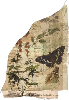 an old map with butterflies and flowers on it